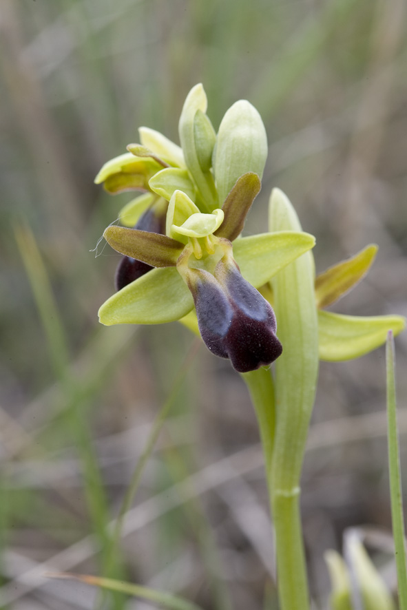 Ophrys fusca e Ophrys bertolonii